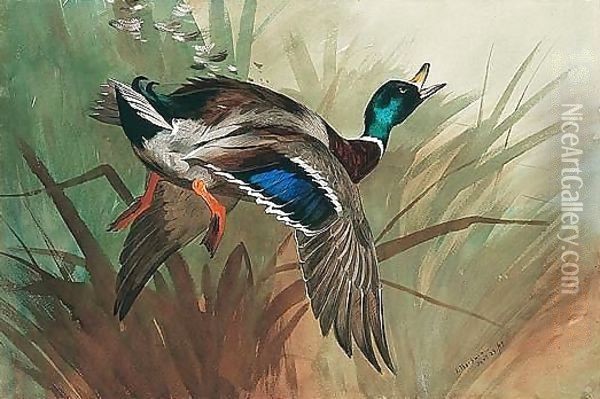 A Winged Mallard Oil Painting - Archibald Thorburn