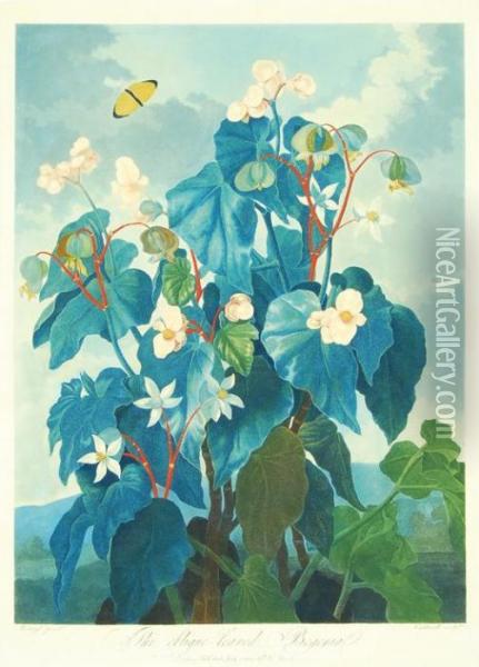 The Oblique-leaved Begonia Oil Painting - Philip Reinagle