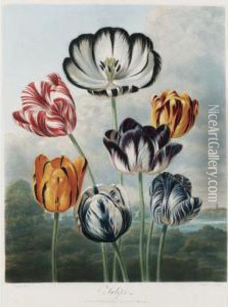 Temple Of Flora: Tulips Oil Painting - Robert John, Dr. Thornton