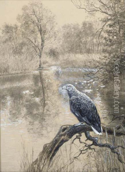 A Fishing Eagle Perched On A Branch Oil Painting - Christian Haug