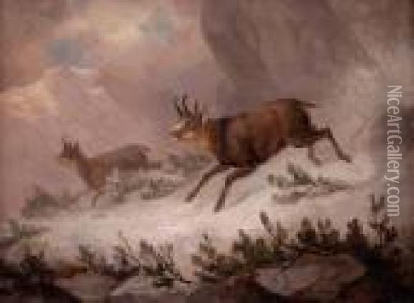 Zwei Gamsen Im Hochgebirge Oil Painting - Franz Xavier Von Pausinger