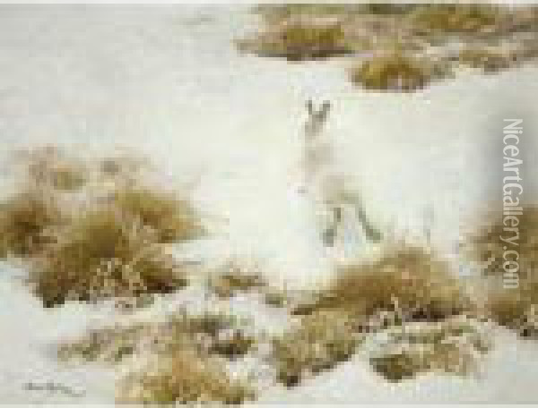 Vinterhare Bland Tuvor (the Snow Hare) Oil Painting - Bruno Andreas Liljefors