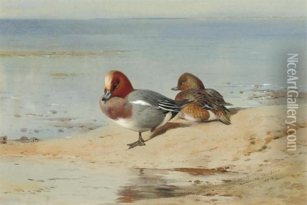 A Pair Of Widgeon On The Shore Oil Painting - Archibald Thorburn