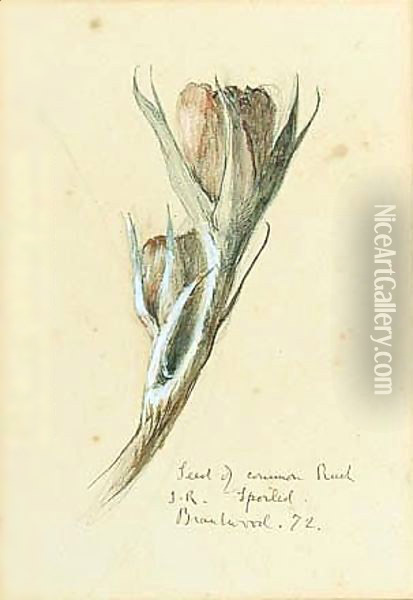 A Seed Of The Common Rusk Oil Painting - John Ruskin