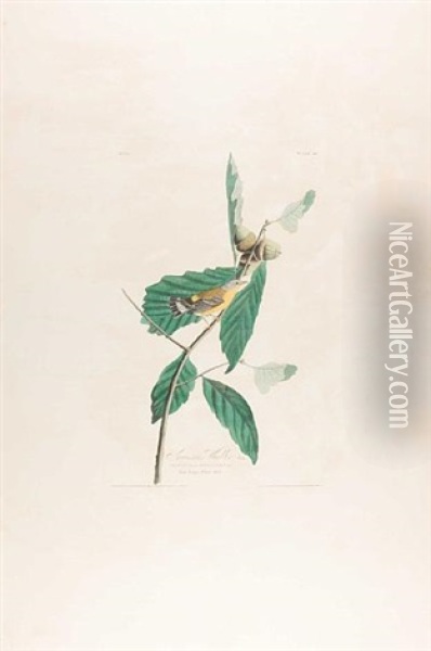 Swainson's Warbler, Pl. 50 (from The Havell Edition Of The Birds Of America) Oil Painting - John James Audubon