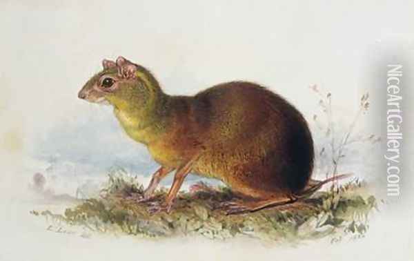 Aronilby Brown Rat-Type Oil Painting - Edward Lear