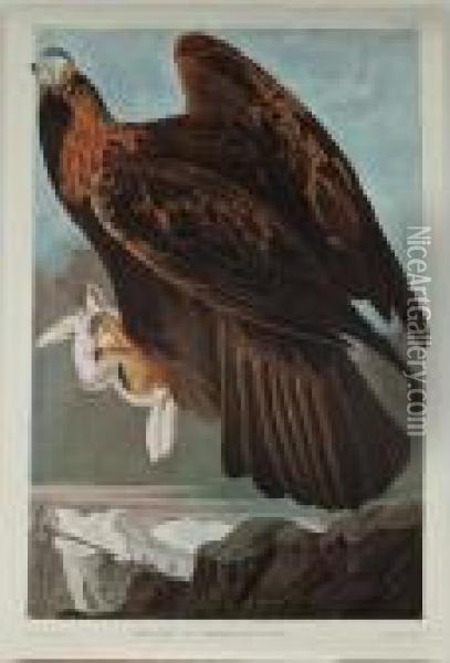 Golden Eagle Oil Painting - John James Audubon