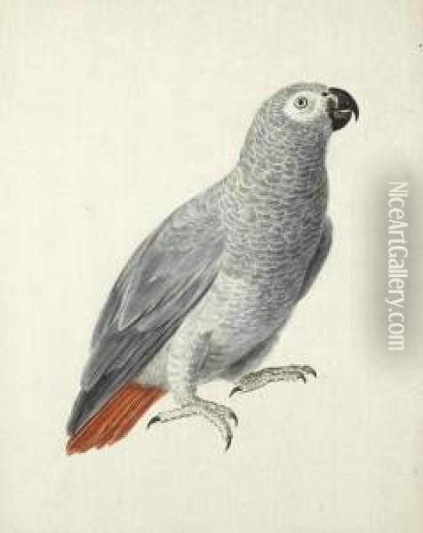 A Parrot Oil Painting - Aert Schouman