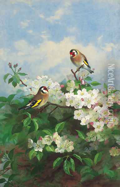 Goldfinches among apple blossom Oil Painting - Archibald Thorburn