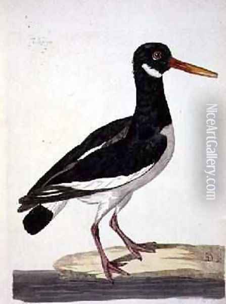 The Sea Pie or Oystercatcher Haematopus ostralegus plate from The British Zoology, Class II Birds, engraved by Peter Mazell fl.1761-97 1766 Oil Painting - Peter Paillou