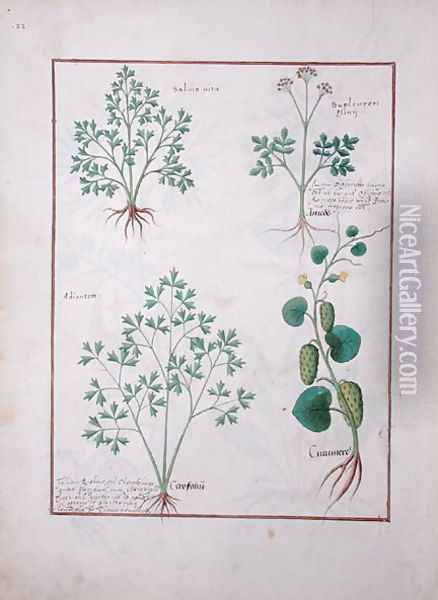 Top Row- Sage and Bupleurum, illustration from The Book of Simple Medicines by Mattheaus Platearius d.c.1161 c.1470 Oil Painting - Robinet Testard