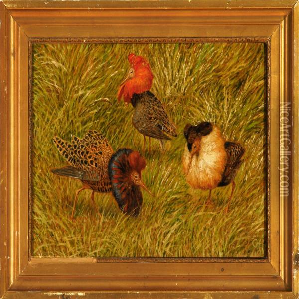 Three Ruffs On Grass Oil Painting - Gerhard V.E. Heilmann