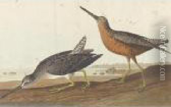 Red-breasted Snipe And Schinz's Sandpiper Oil Painting - John James Audubon