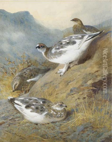 Ptarmigan; Adult Male, Female And Young, Autumn Plumage Oil Painting - Archibald Thorburn
