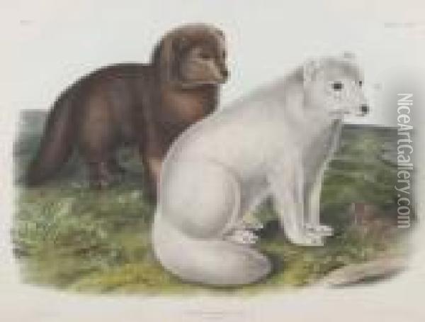 Arctic Fox Oil Painting - John James Audubon
