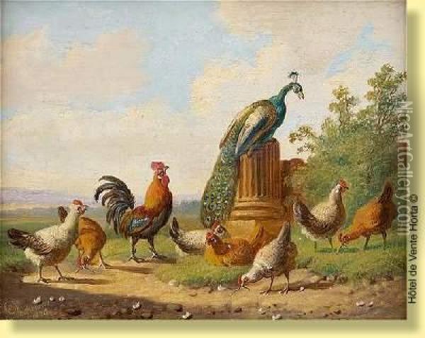 Paon Sur Colonne Avec Coq Et Poule Oil Painting - Albertus Verhoesen