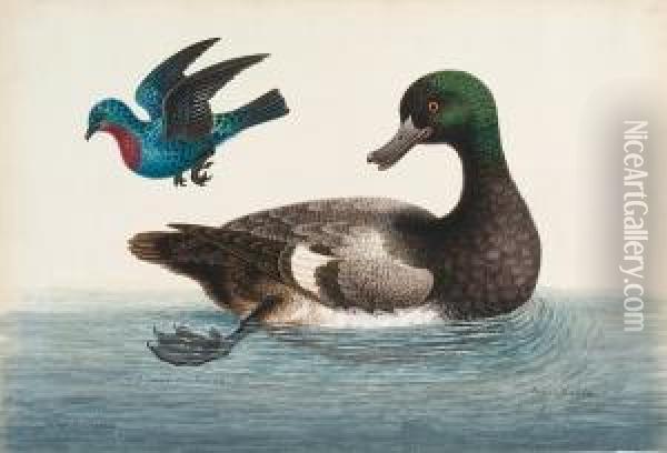 (scaup Duck) Oil Painting - George Edwards
