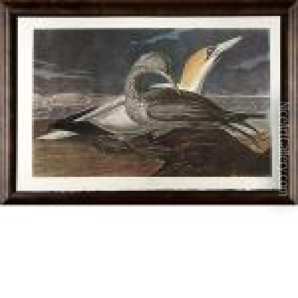 Gannet Oil Painting - John James Audubon