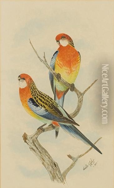 A Pair Of Rosellas; A Pair Of Lorikeets Oil Painting - Neville Henry P. Cayley