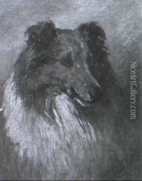 A Border Collie Oil Painting - John Emms