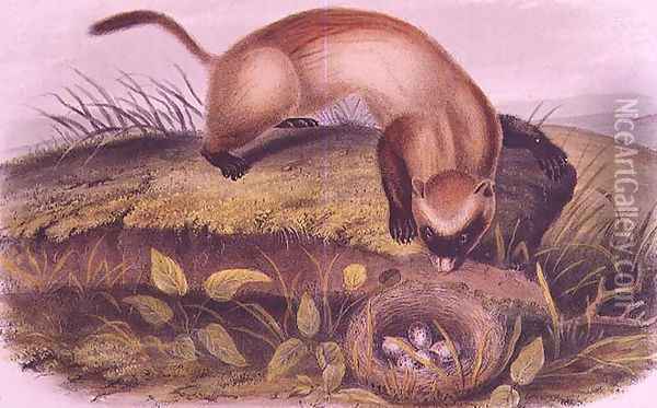 Black-footed Ferret from Quadrupeds of North America Oil Painting - John James Audubon