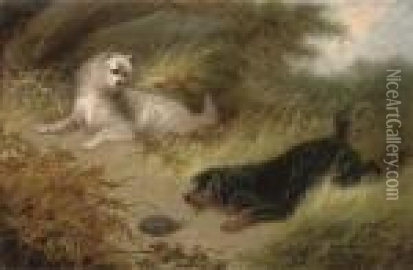 Inquisitive Terriers With A Hedgehog Oil Painting - George Armfield