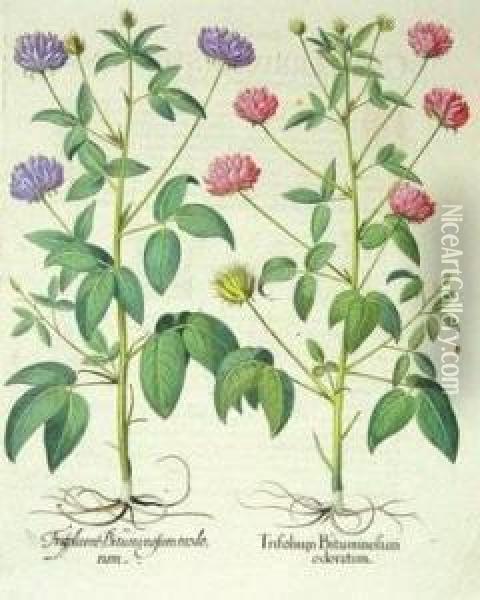 Trifolium Bituminosum Odoratum; Lichnis Sylvestris Flore; Caryophyllus Multiplex Oil Painting - Basilius Besler