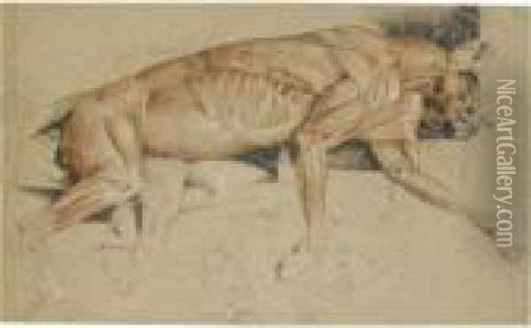 Ecorche Drawing Of A Cat Oil Painting - Landseer, Sir Edwin