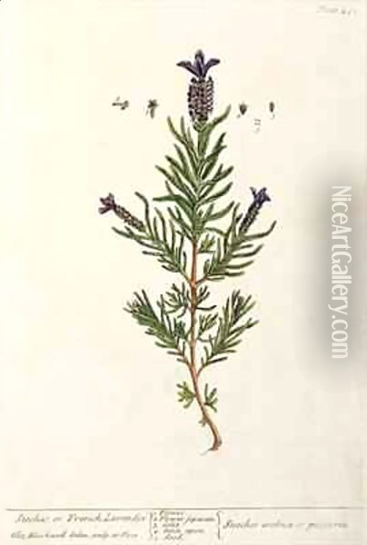 French Lavender, plate 241 from 'A Curious Herbal' Oil Painting - Elizabeth Blackwell