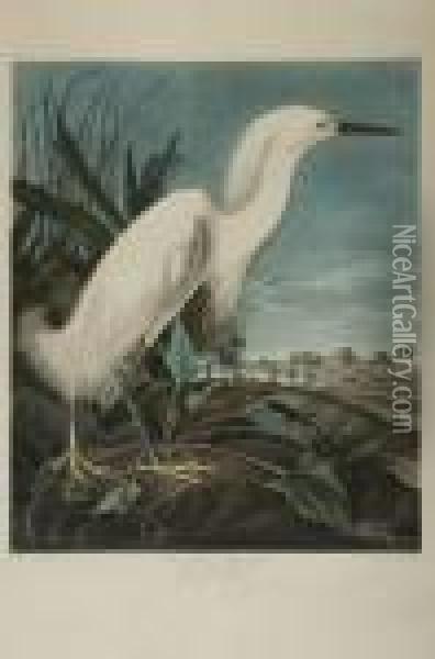 Snowy Heron Or White Egret Oil Painting - John James Audubon