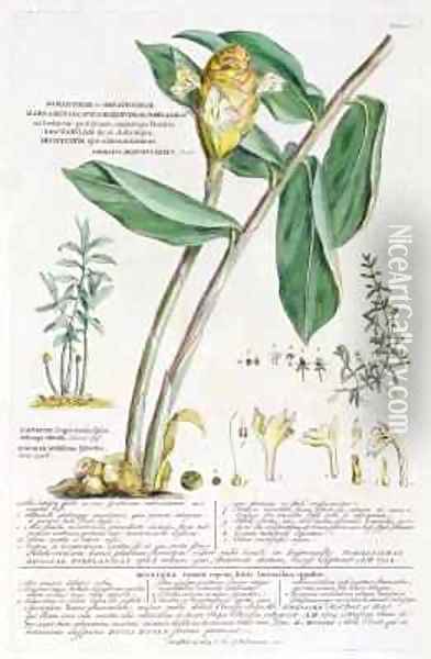 Zingiber latifolium and Amomum Oil Painting - Georg Dionysius Ehret