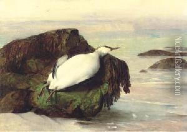 A Dead Seabird, Shanklin, Isle Of Wight Oil Painting - John George Naish