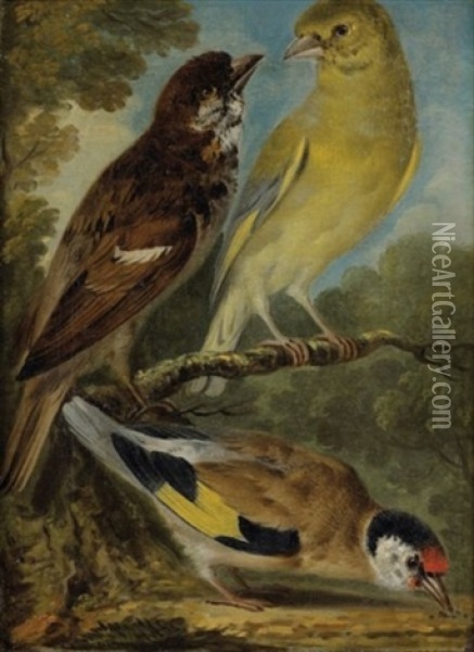 Etude D'oiseaux Oil Painting - Aert Schouman