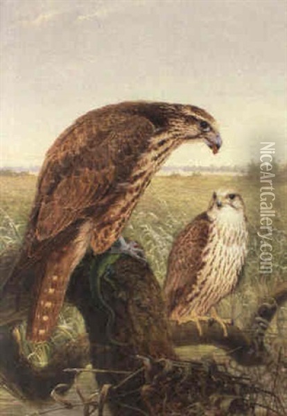 Saker Falcons Oil Painting - Josef Wolf