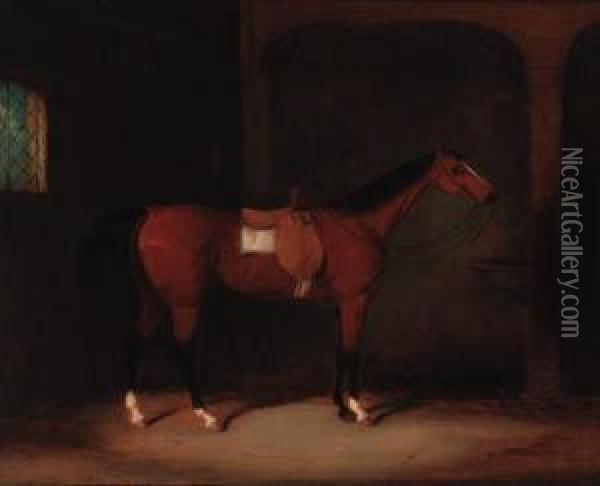 A Bay Hunter Saddled In A Loosebox Oil Painting - William Barraud