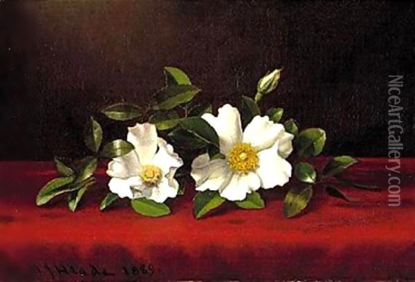 Two cherokee roses on red velvet 1889 Oil Painting - Martin Johnson Heade