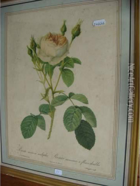 Rose Oil Painting - Pierre-Joseph Redoute