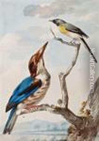 Twee Vogels Op Een Tak Oil Painting - Aert Schouman