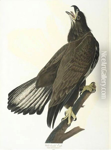 White-Headed Eagle (Plate Cxxvi) Oil Painting - John James Audubon