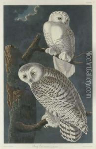 Snowy Owl Oil Painting - Robert I Havell