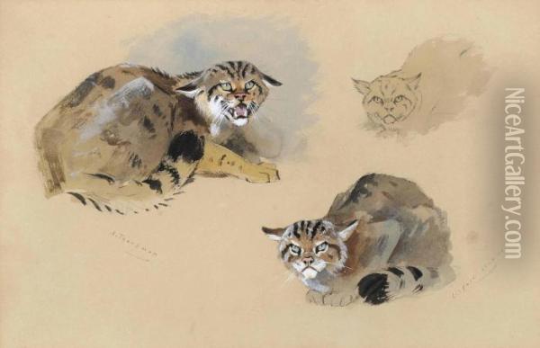 Studies Of A Wild Cat Oil Painting - Archibald Thorburn