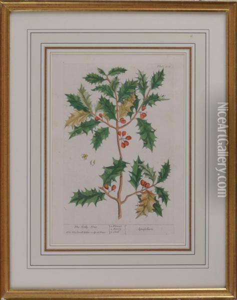 The Holly Tree Oil Painting - Elizabeth Blackwell