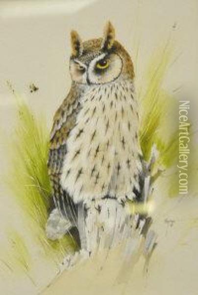 Long Eared Owl Oil Painting - Alan Hayman