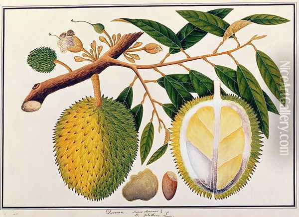 Doorean or Durio Hercorae, from 'Drawings of Plants from Malacca', c.1805-18 Oil Painting - Anonymous Artist