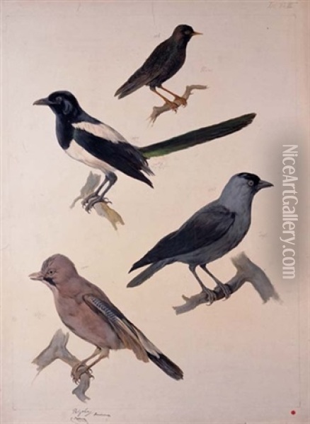 Birds (study; Collab. W/ Franz Steindachner) Oil Painting - August Von Pelzeln