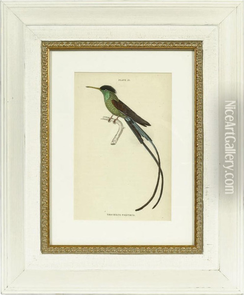 Hummingbirds Oil Painting - William, Sir Jardine