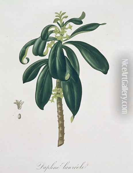 Daphne Laureda from Phytographie Medicale Oil Painting - L.F.J. Hoquart