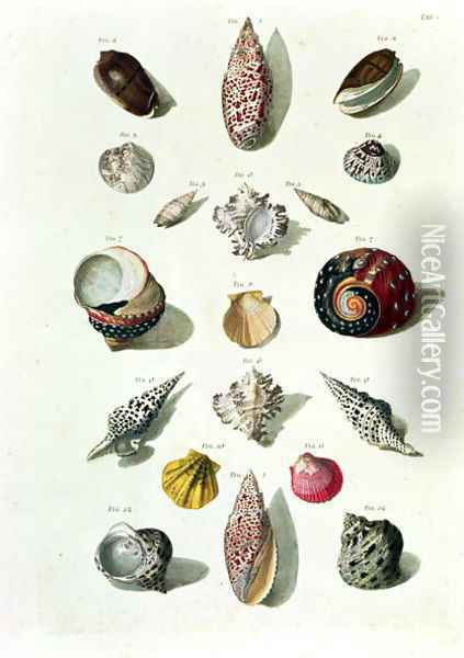 Shells, plate 1 from A Selection of Shells and Crustacea, pub. 1758 Oil Painting - Regenfus, Franz Michael
