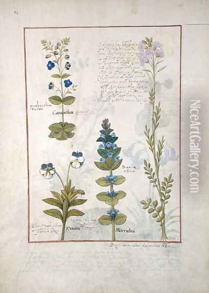 Illustration from the Book of Simple Medicines by Mattheaus Platearius d.c.1161 c.1470 42 Oil Painting - Robinet Testard