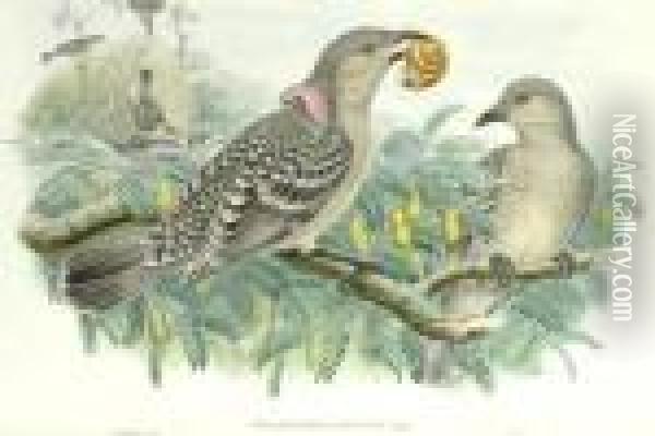 Chlamydoders Orientalis Oil Painting - John H. Gould